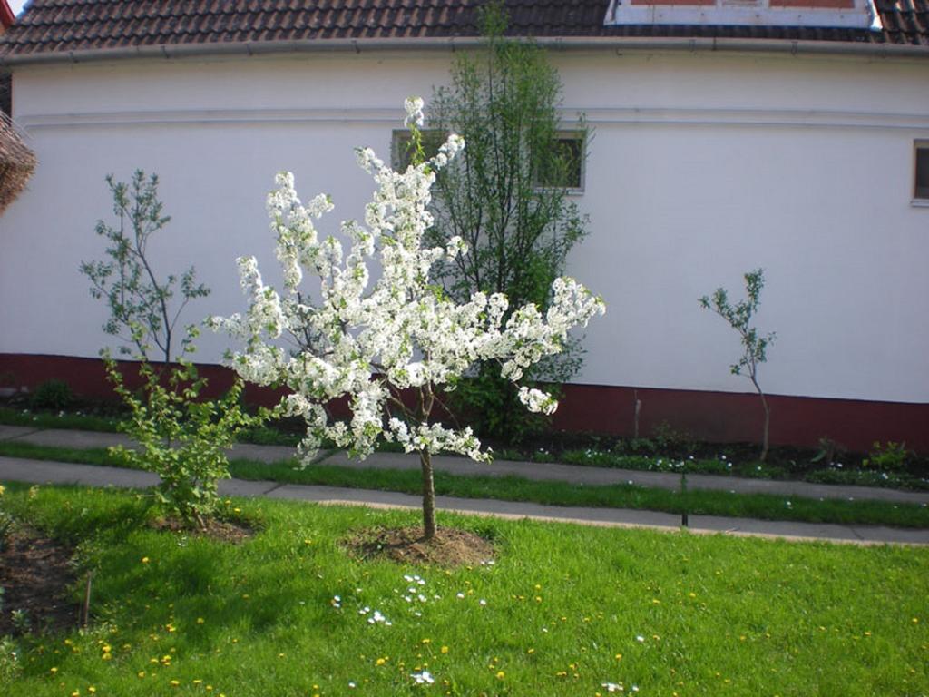 Hajdu Lovasudvar Hortobágy Exterior foto